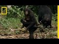 Bonobo: the Female Alpha | National Geographic