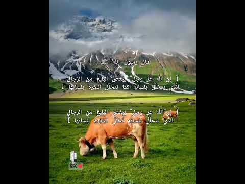 يتخلل بلسانه يتلذذ في الكلام مثل لسان البقره