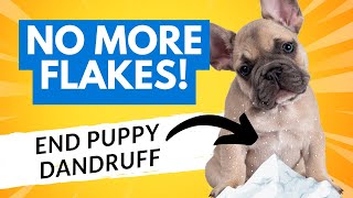 Puppy Dandruff and Dry Skin: Causes, Cures, and Treatments by Geoff Boileau 451 views 5 months ago 3 minutes, 57 seconds