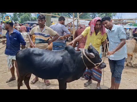 @ ২৬/৭/২০২৬|| ৪০/৬০ হাজারের খামার উপযোগী দেশি জাতের ষাঁড় গরু দিনাজপুরের কাহারোল হাটে||