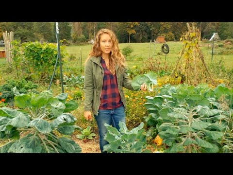 Video: Brussel Sprout Leaves Og Crunchy Garden Radisher