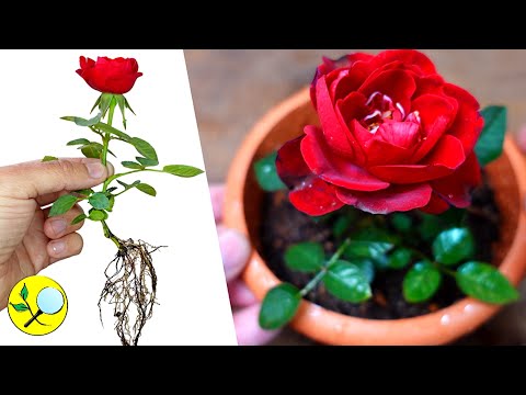 Video: ¿Cómo cultivar una rosa a partir de un esqueje en casa?