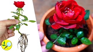 ✽ Cómo Cultivar ROSAS a partir de Esquejes 🌹