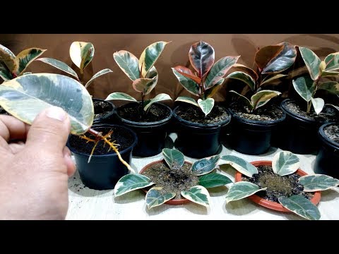 How to grow Ficus Elastica from single leaf