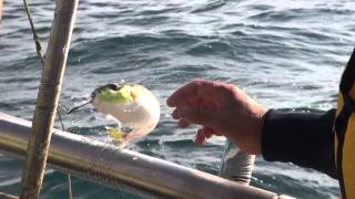 宮崎のとと～シロサバフグ～