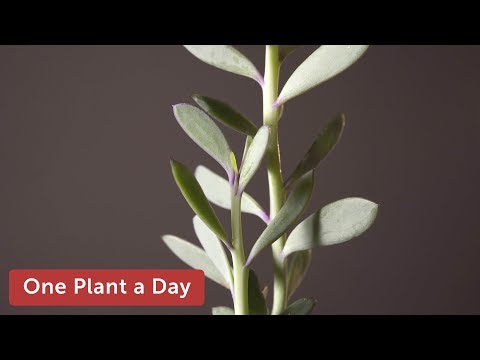 Videó: Senecio Wax Ivy Plants: Ismerje meg a tarka viasz borostyán ápolását