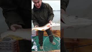 Pike fish // October 7 2025 // Hungary