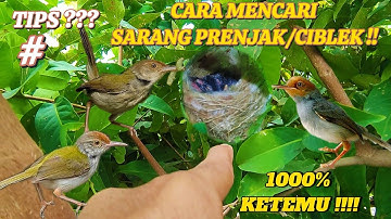 Cara Mencari Sarang Burung Prenjak Lumut || 100% Auto Ketemu‼️
