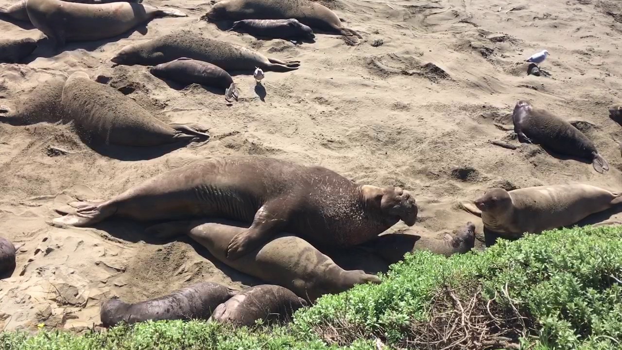 1280px x 720px - Elephant seal porn - YouTube