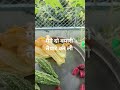 अपने मन पसंद काम में मन लगाओगे तो जिंदगी में सुकून होगा😍😍🤗🤗🤗