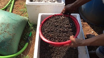 Kỹ thuật ủ phân dê cho lan