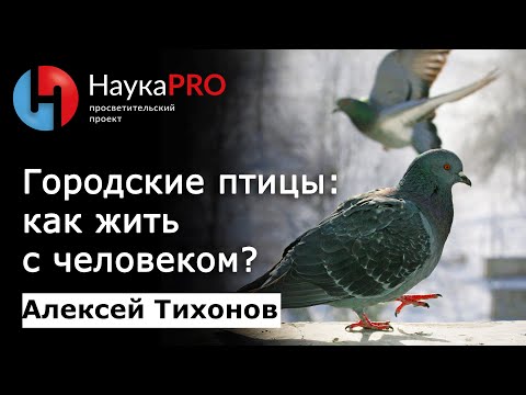 Городские птицы: как жить рядом с человеком? | Лекции по зоологии – биолог Алексей Тихонов | Научпоп