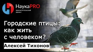 Городские птицы: как жить рядом с человеком? | Лекции по зоологии – биолог Алексей Тихонов | Научпоп