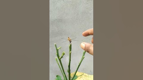 Reaction of Dragonfly when I touch 😀#short#dragonfly#epvlog