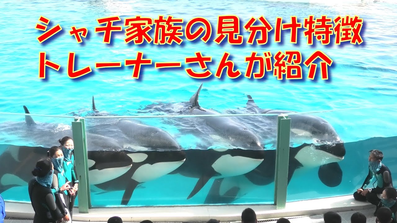 シャチ家族見分け特徴をトレーナーさんが紹介 鴨川シーワールド 22 03 28 Youtube シャチ家族見分け特徴をトレーナーさんが紹介 鴨川シーワールド 22 03 28 Youtube