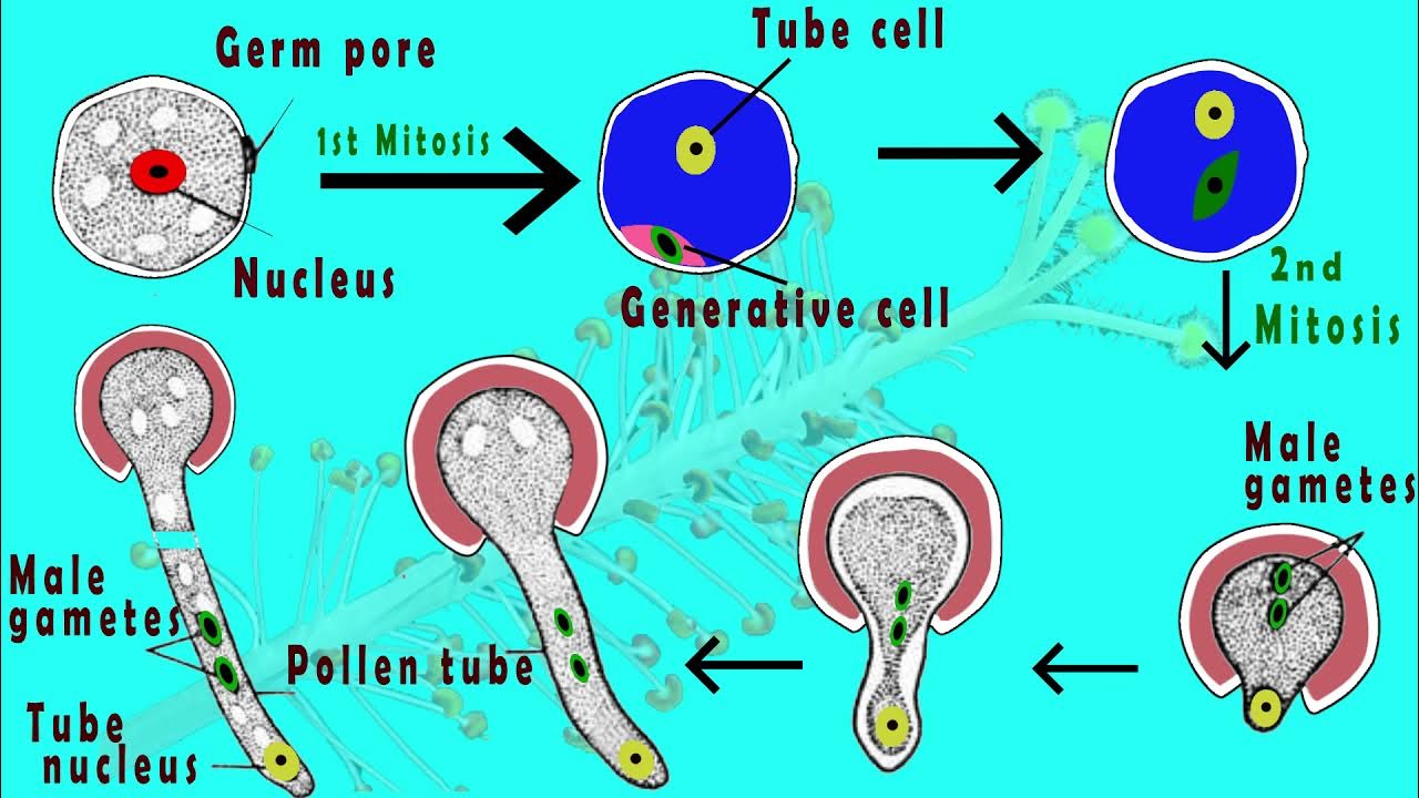 Microgametogenesis Germination of pollen grain & Development of male gametes in plants