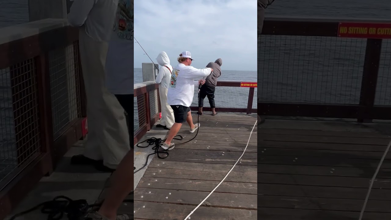 Giant Cobia off of the Pensacola Beach Fishing Pier