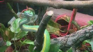 Green tree python at Lincoln Children's Zoo (pt 2)
