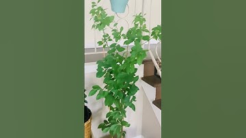 3 years old indoor/outdoor lemon tree…
