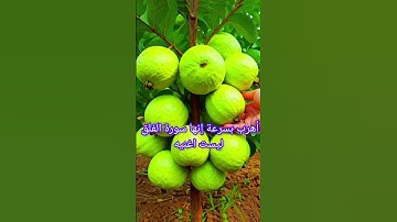 اهرب بسرعة انها سورةالفلق ليست اغنيه #quranquest85 #explore #اكسبلور#qirat#surrah #qurantilawah