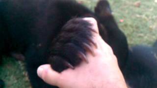 Black Bear Belly Rub