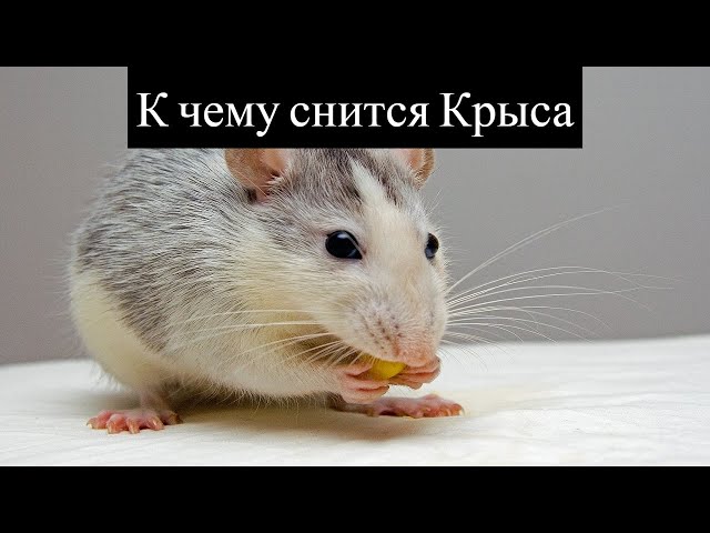 К чему снится КРЫСА или видеть во сне КРЫСУ | Толкование снов | Сонник Sk1.online