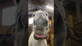 Конный АСМР, получается😂 #лошади #коноблог #конныйспорт