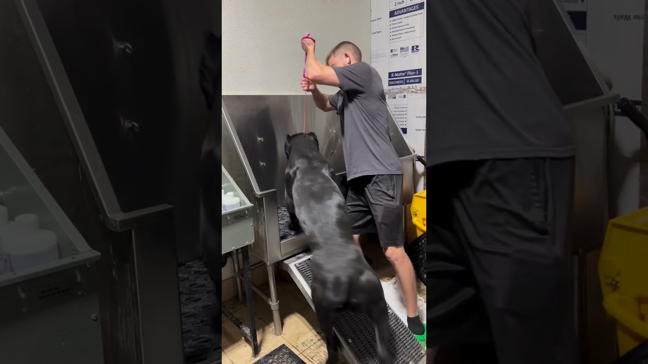 Giant Cane Corso taking a bath 