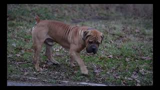 Boerboels Play Day In the Park #boerboels #bigdogs by Exotic Boerboels 1,332 views 2 months ago 2 minutes, 29 seconds