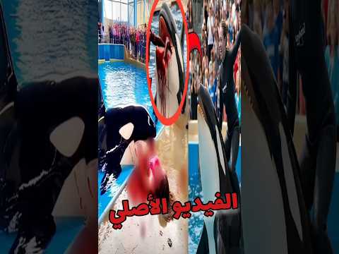 لحظة صادمة أكلة جيسيكا حوت الأوركا جيسيكا المدربة حوت رعب 