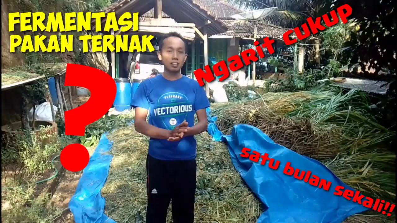Fermentasi pakan ternak 