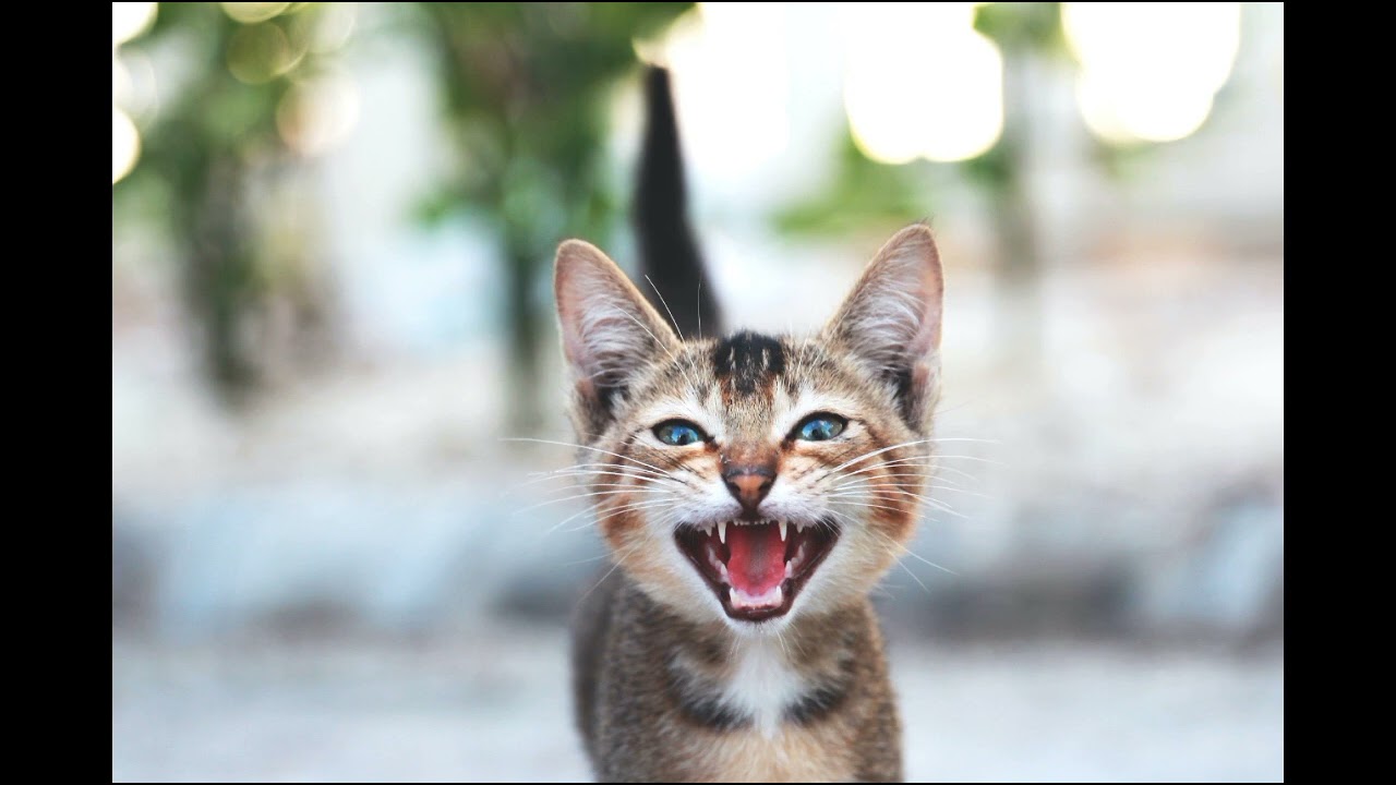 Gato Miando - Miado de Gato - Gato Filhote Miando. 