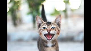 Gato Miando - Miado De Gato - Gato Filhote Miando.