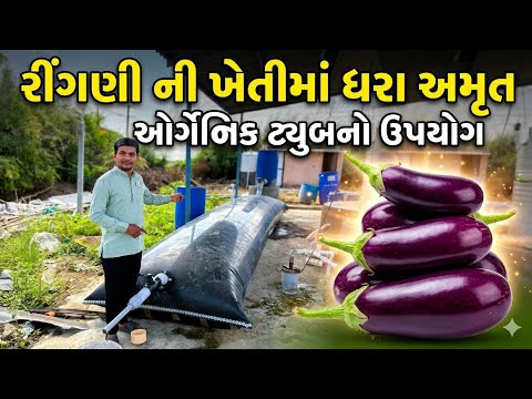 રીંગણ ની ખેતી | organic રીંગણી ખેતી |￼