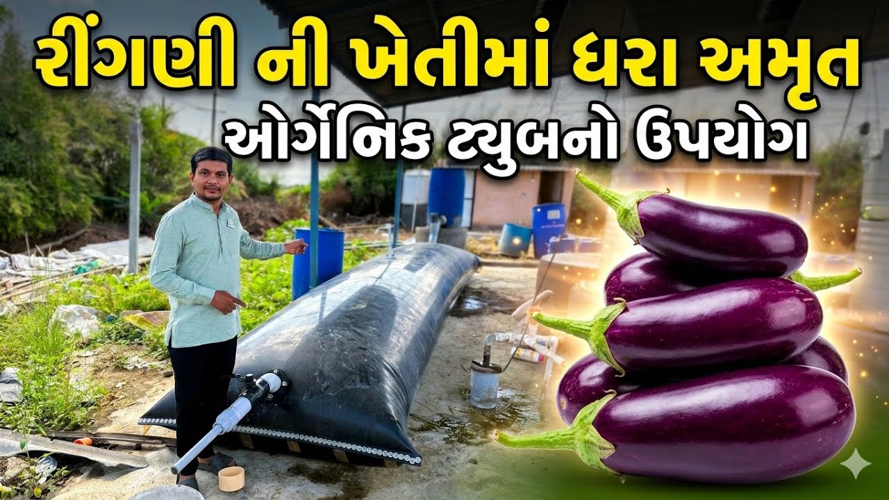 રીંગણ ની ખેતી | organic રીંગણી ખેતી |￼