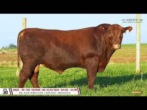 Lote 30 TAT TE24108 - Dia 14/08 Leilão Cab. Soldera - Cadastos Parceria Leilões - Trans. TV El Campo