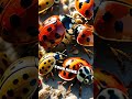 The Secret Swarm: Asian Lady Beetles Indoors