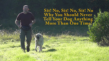 Why I Never Repeat Dog Commands #DogTraining #puppytraining