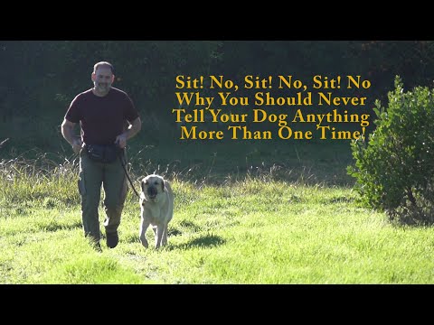 Why I Never Repeat Dog Commands #DogTraining #puppytraining