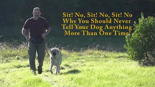 Why I Never Repeat Dog Commands #DogTraining #puppytraining