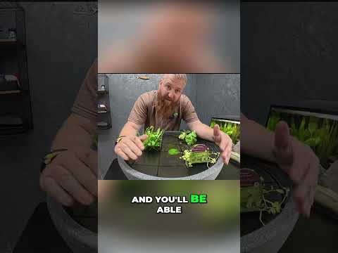 Create Your Own Pond in a Pot #shorts