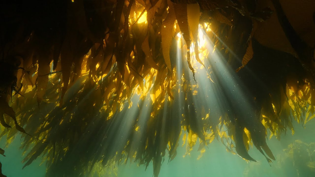 Highlights of 2020 - Beautiful British Columbia, Canada | 4k Underwater Nature + Music | Relaxation