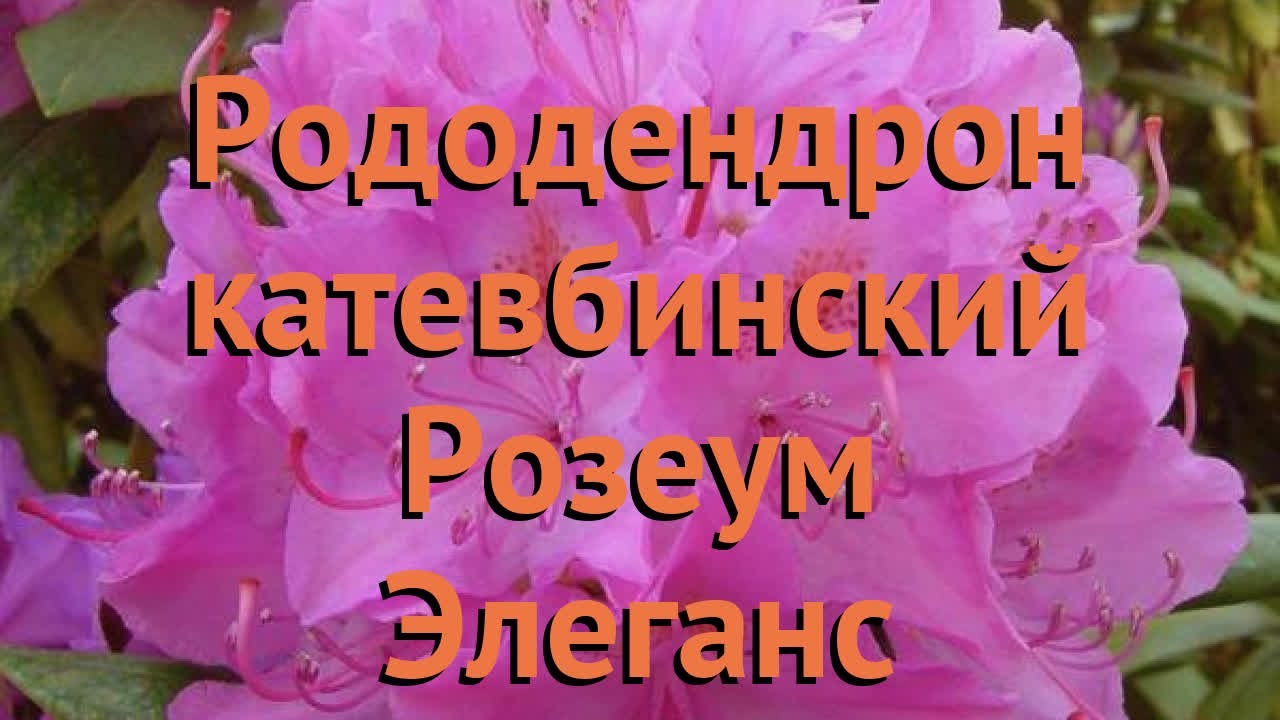 Рододендрон катевбинский Розеум Элеганс 🌿 обзор: как сажать, саженцы рододендроны Розеум Элеганс