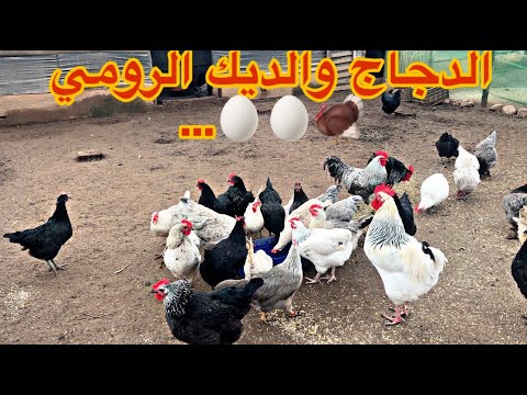 حصيلة البيض عند الديك الرومي بيبي اطعام الأبقار إكمال العمل مع النحل و الدجاج في المزرعة
