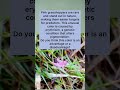 Why Some Grasshoppers Are Pink #Nature #Wildlife