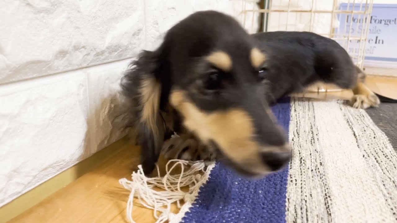 ペットショップ犬の家近江八幡店 ミニチュアダックスフンド Youtube