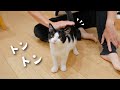 子猫の「お尻トントンして」が可愛すぎて逆らえません