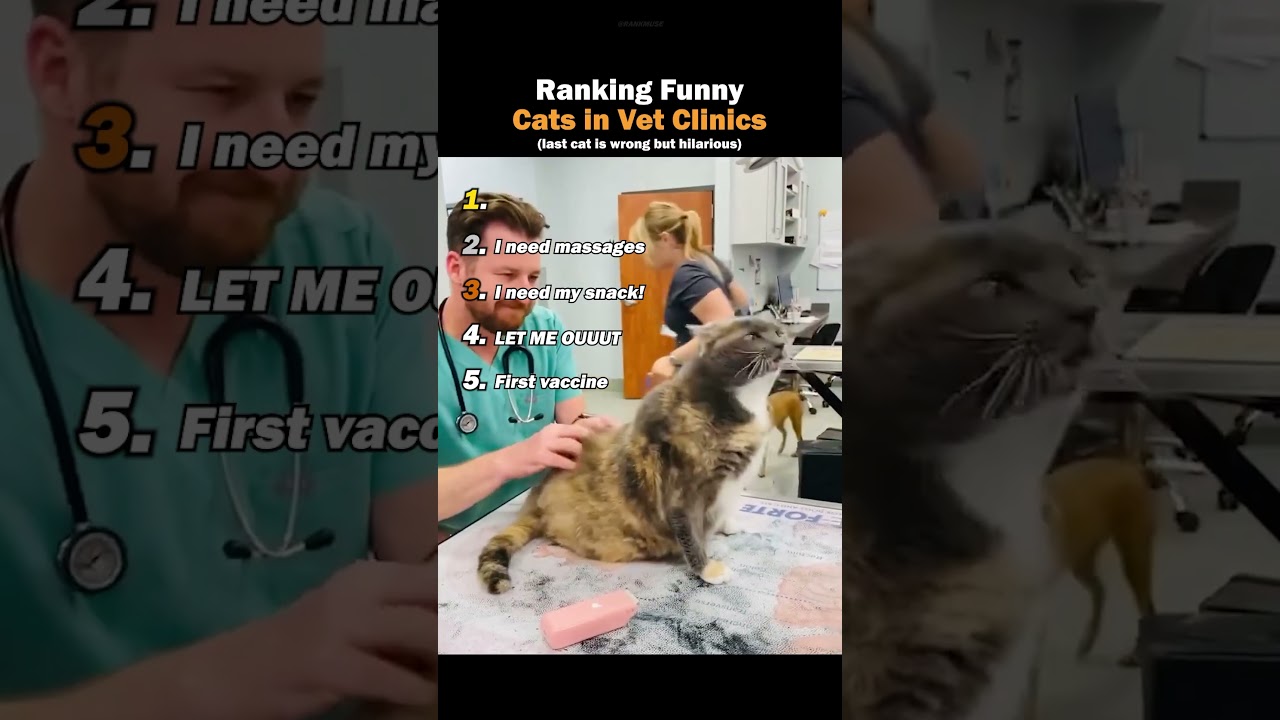 Ranking Funny Cat in Vet Clinic Moments