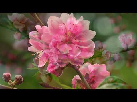 Video Nhạc nhảy sạp chuẩn có link mp3 #Truonghocmoi... - youtube