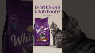 cat food | Is Friskies dry food good for cats #cats #shorts #yellowmimish @CatFood332